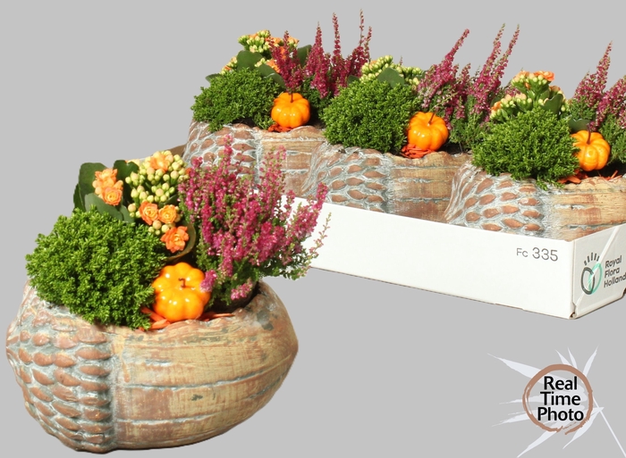 <h4>ARR TUINPLANTEN</h4>