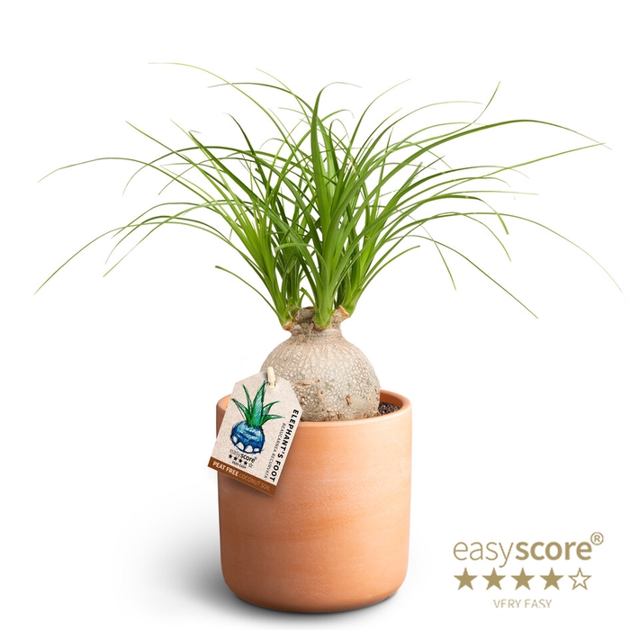 BEAUCARNEA RECURVATA P12