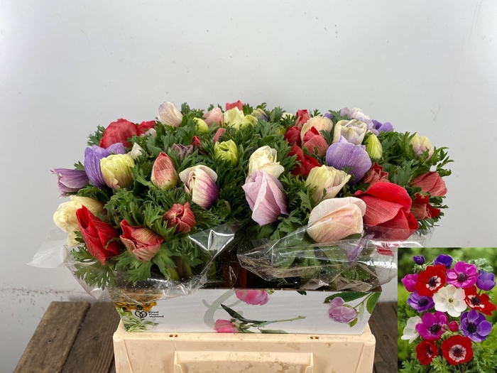 <h4>ANEM CO MAR GEM</h4>