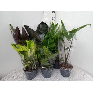 Mix Groene Kamerplant p 17