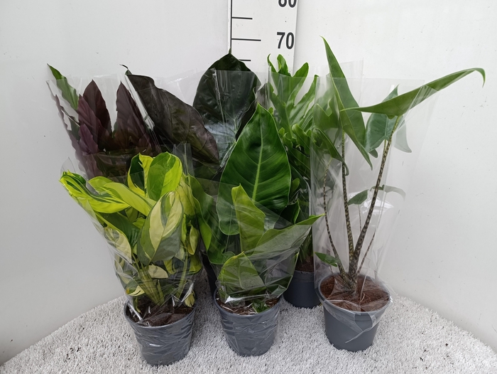 <h4>Mix Groene Kamerplant p 17</h4>
