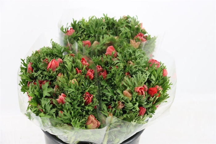 <h4>Anem Marianne Red</h4>