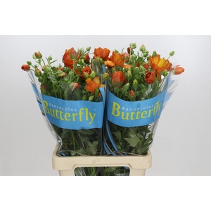 Ranunculus Butterfly Minoan