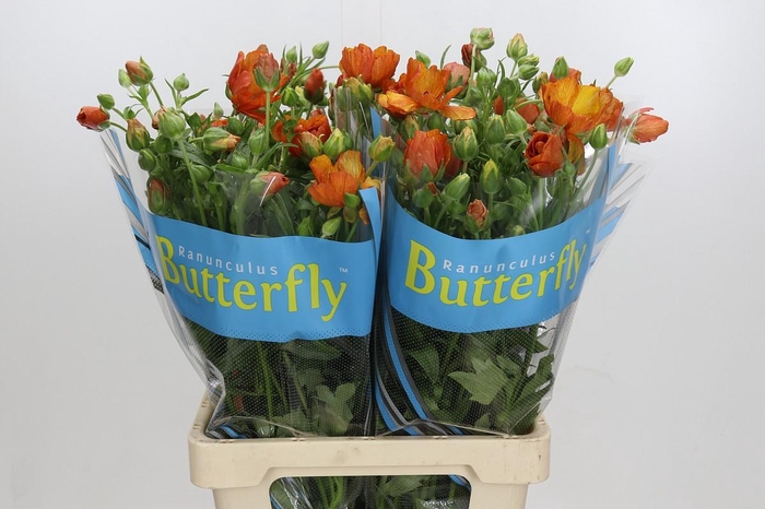 Ranunculus Butterfly Minoan