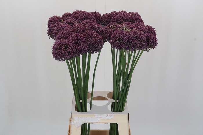 <h4>Allium Purple Mystery</h4>