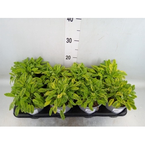 Salvia officinalis 'Icterina'