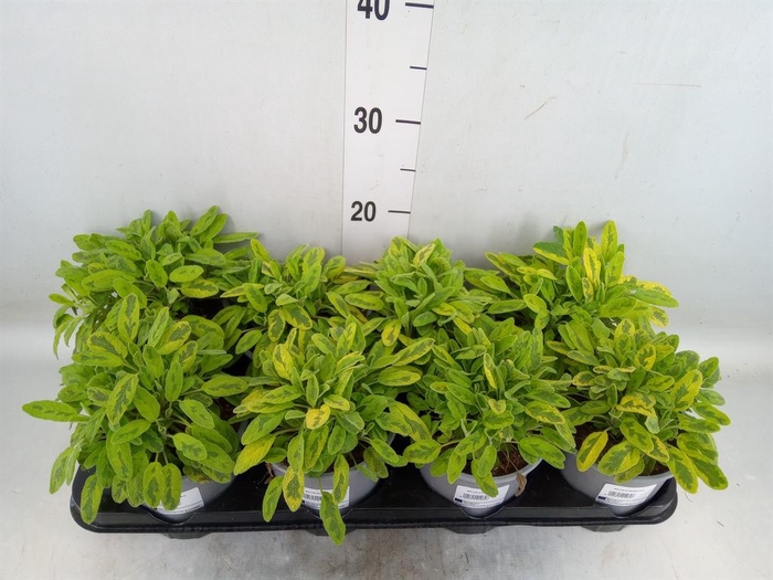 <h4>Salvia officinalis 'Icterina'</h4>