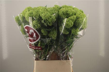 <h4>Viburnum Roseum St</h4>