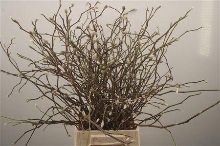 <h4>Magnolia Ov White</h4>