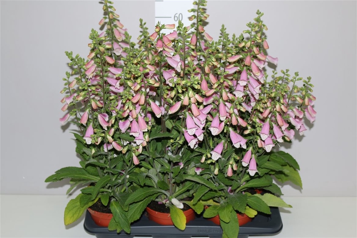 <h4>Digitalis Camelot Rose</h4>