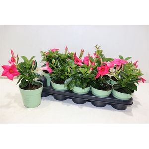 Mande Sun Pink