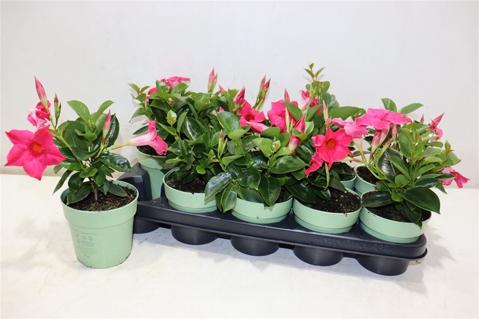 <h4>Mande Sun Pink</h4>