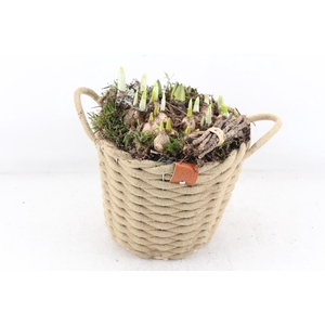 arr4 Bollenmix MB - Wolmand bruin 968/2