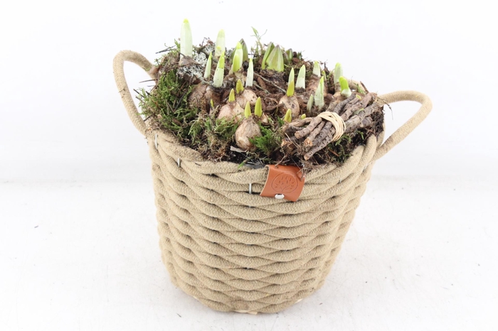 <h4>arr4 Bollenmix MB - Wolmand bruin 968/2</h4>