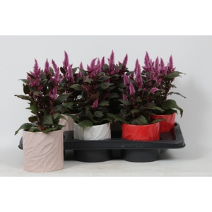 KAMERPL BLOEIEND GEM