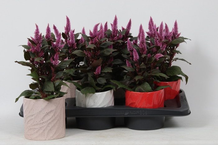 <h4>KAMERPL BLOEIEND GEM</h4>