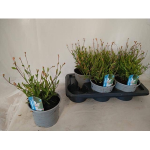 GAUR LI GEYSER WHITE