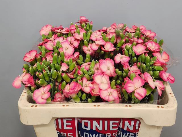 <h4>DI TE SOLOMIO FEN</h4>