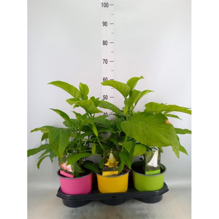 <h4>Brugmansia   ...</h4>