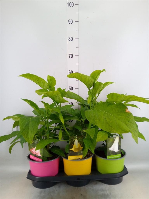 Brugmansia   ...