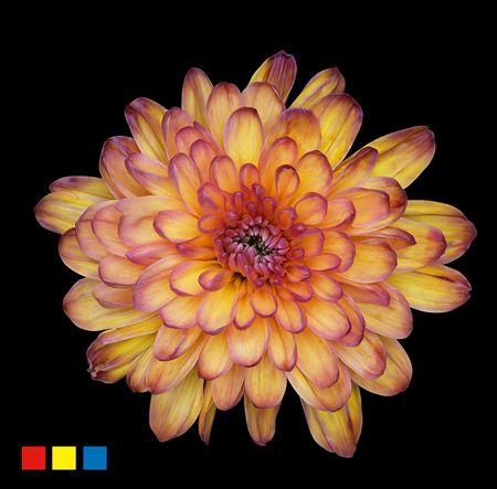 <h4>Chr T 2 Kl Baltica Butterfly</h4>