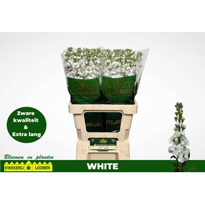 Matth Milla White