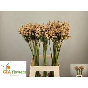 NECTAROSCORDUM SICULUM BULGAR NECT