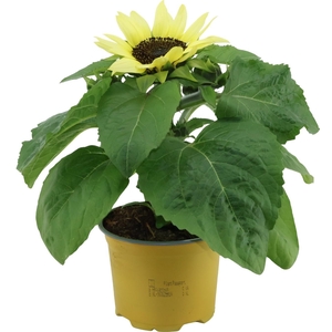 HELI SUNSATION LEMON