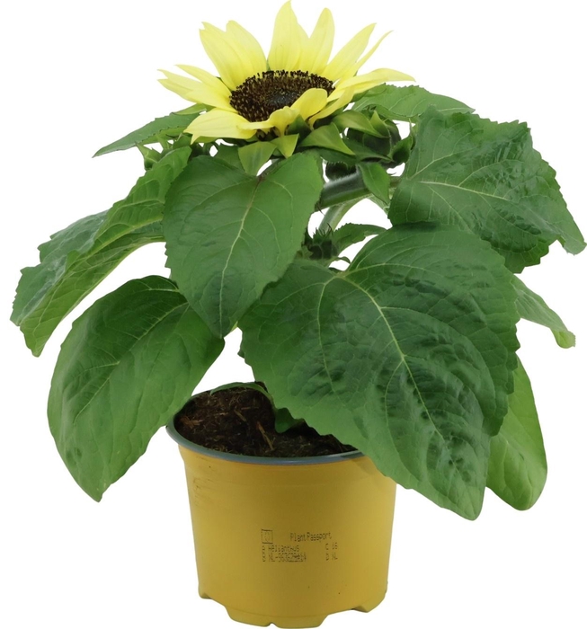 <h4>HELI SUNSATION LEMON</h4>