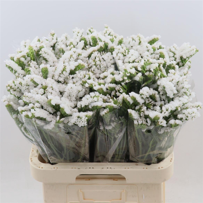 <h4>Statice Polar Su Birds | Extra</h4>