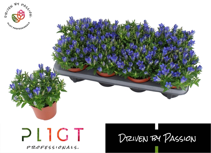<h4>Gentiana Luis Blue</h4>
