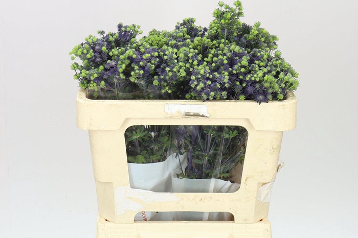 <h4>Eryngium Mag Purp</h4>