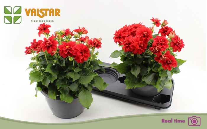 <h4>DAHL L ME RED</h4>