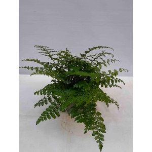 ASPLENIUM DIMORPHUM P14 PARVATI
