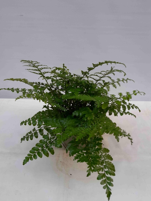 <h4>ASPLENIUM DIMORPHUM P14 PARVATI</h4>