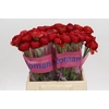 Ranunculus Romance Get Lucky