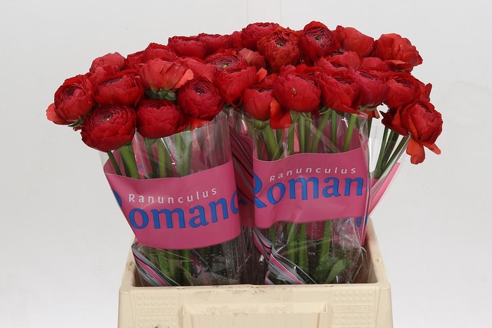 Ranunculus Romance Get Lucky