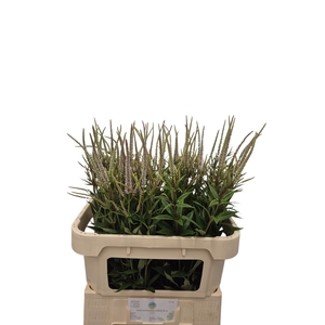 Veronicastrum Album Kramer