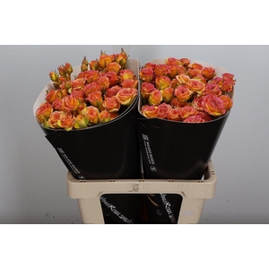 R Tr Wx Classic Gold