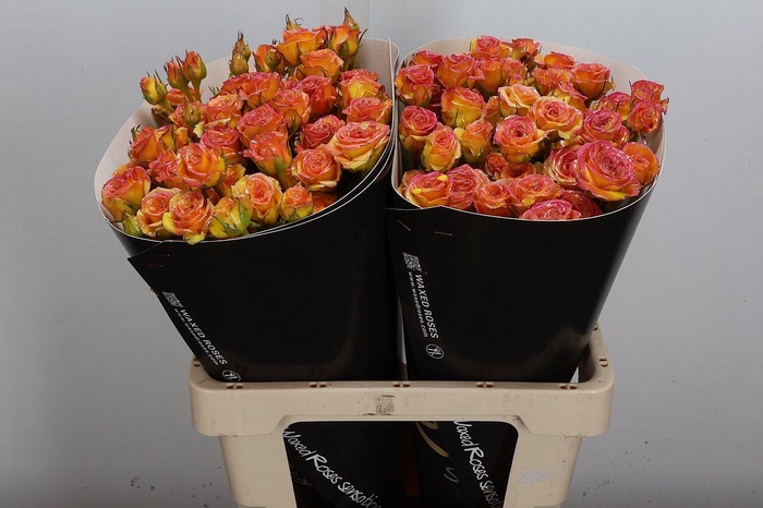 <h4>R Tr Wx Classic Gold</h4>