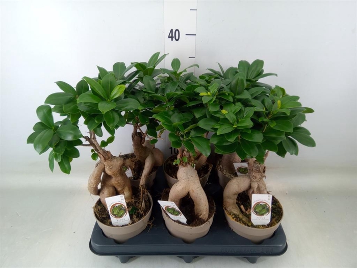 <h4>Ficus microcarpa 'Ginseng'</h4>