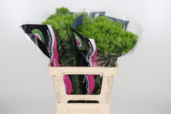 <h4>Di Barb Kiwi Mellow</h4>