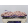 Ozothamnus Cooks Pink