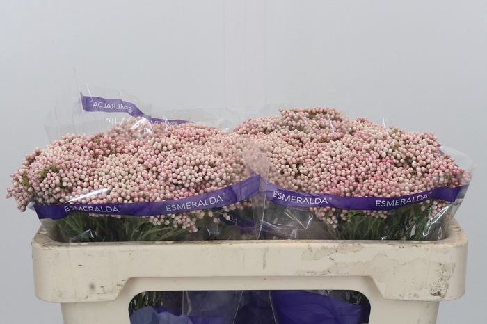 <h4>Ozothamnus Cooks Pink</h4>