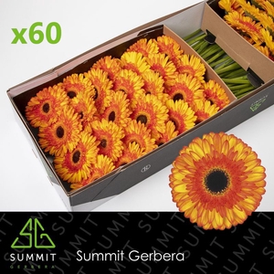 Gerbera Spotlight Doos