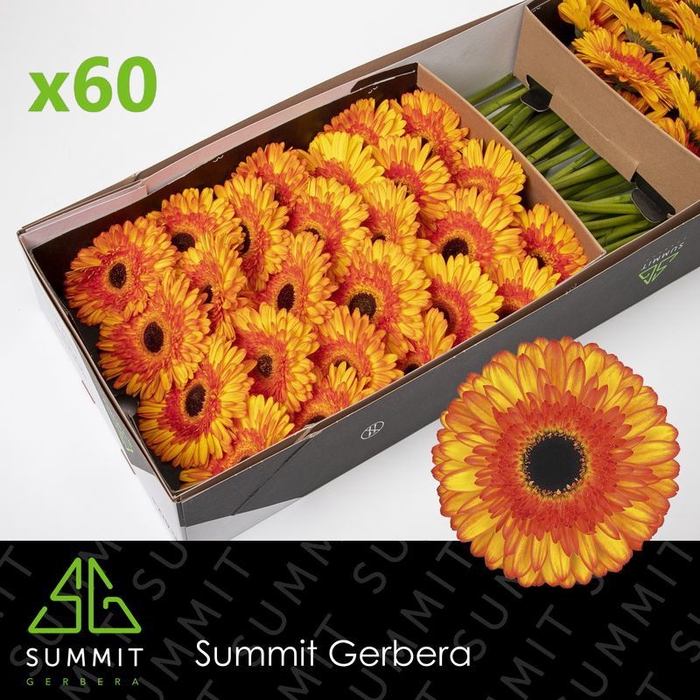 <h4>Gerbera Spotlight Doos</h4>