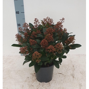 Rubella 17 cm 20+ bloem