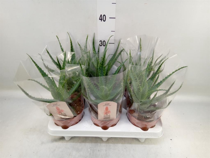<h4>Aloe arborescens</h4>