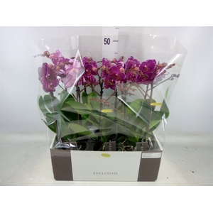 Phalaenopsis multi.   ...lilac