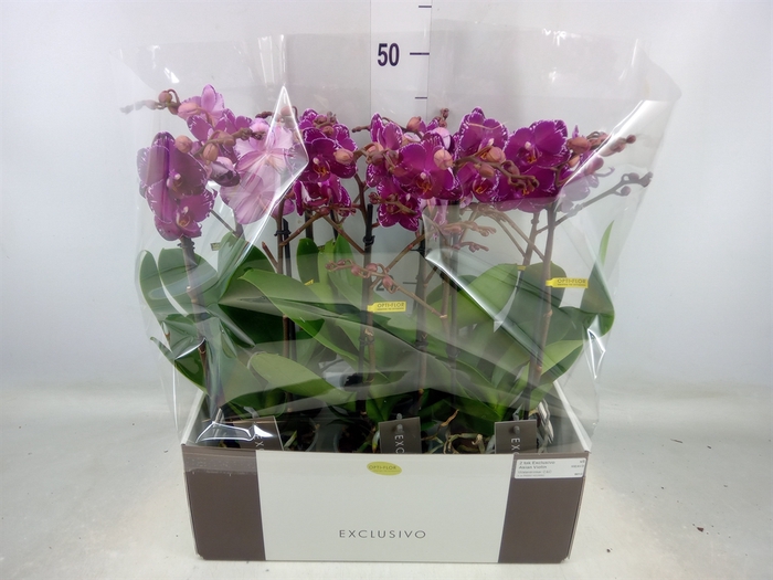 <h4>Phalaenopsis multi.   ...lilac</h4>